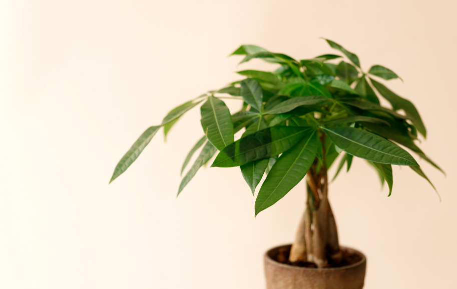 Patrocinador de Mérito